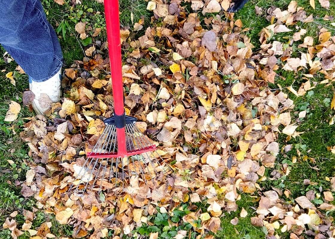 Fall Leaf Removal Service
